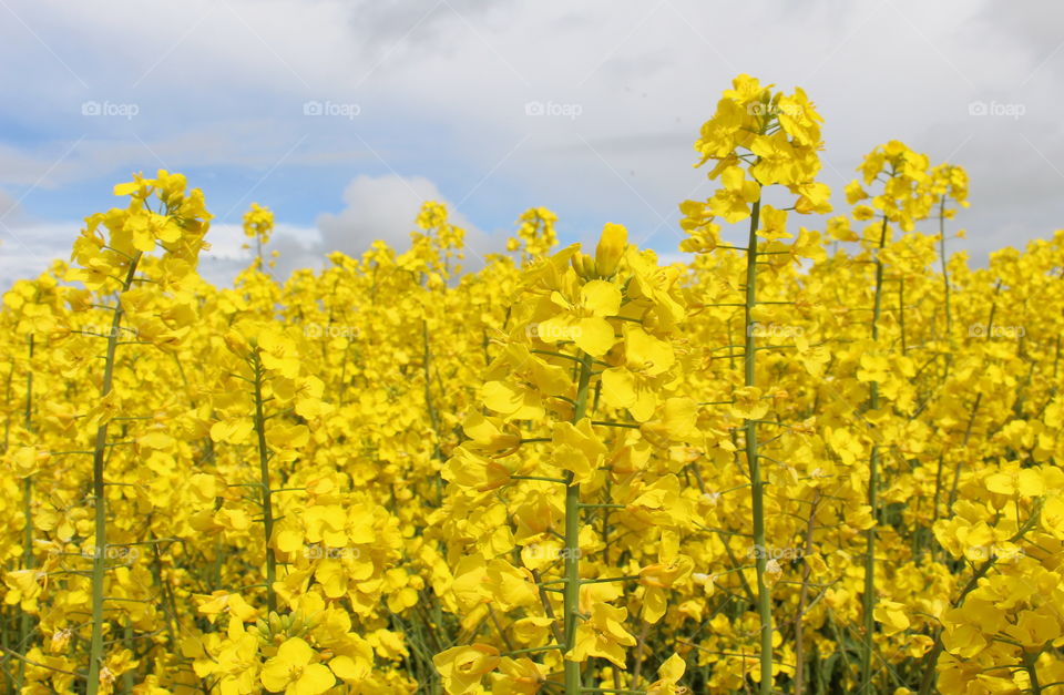 Blossoming rapefield sweden skåne