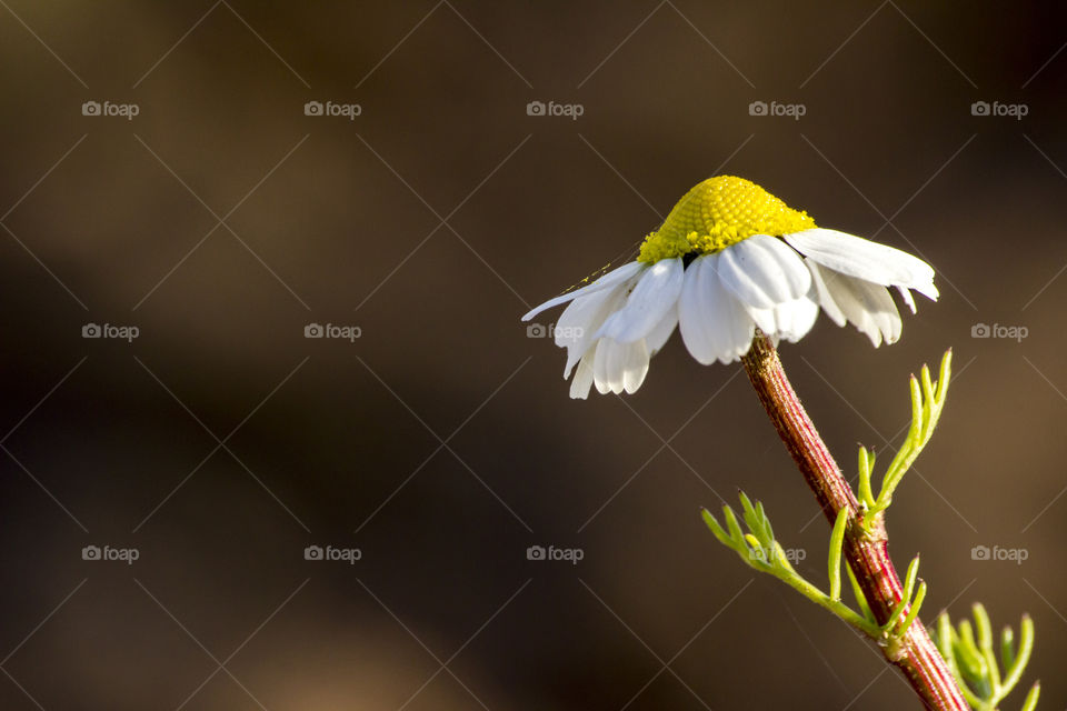 Daisy alone focussed and blurred background 