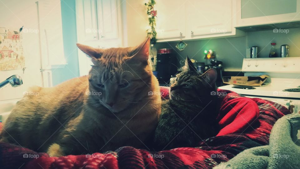 Christmas Cats 3