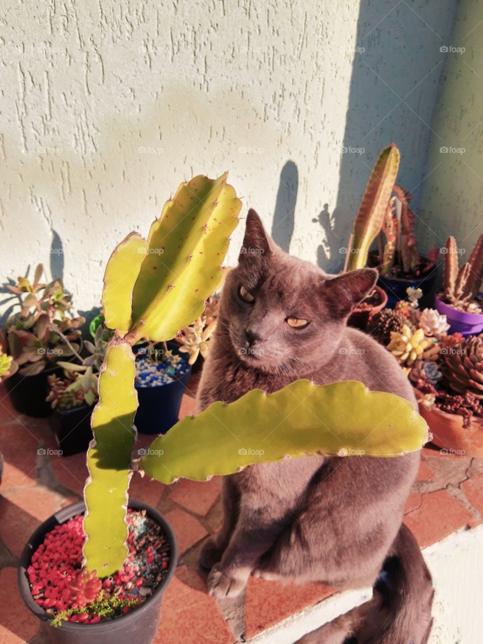 cat and a cactus