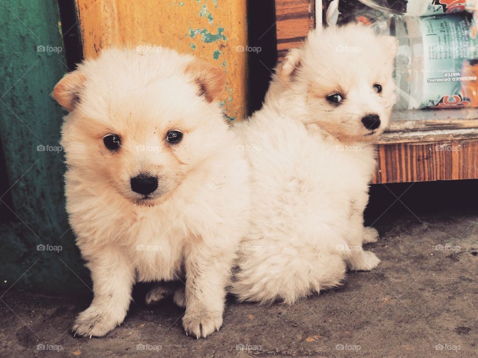 Cute puppies 