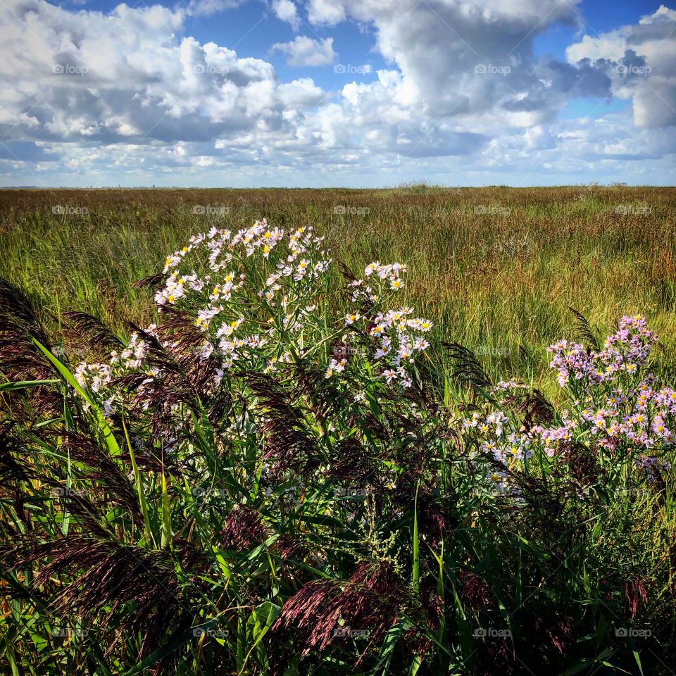 Flowers in field