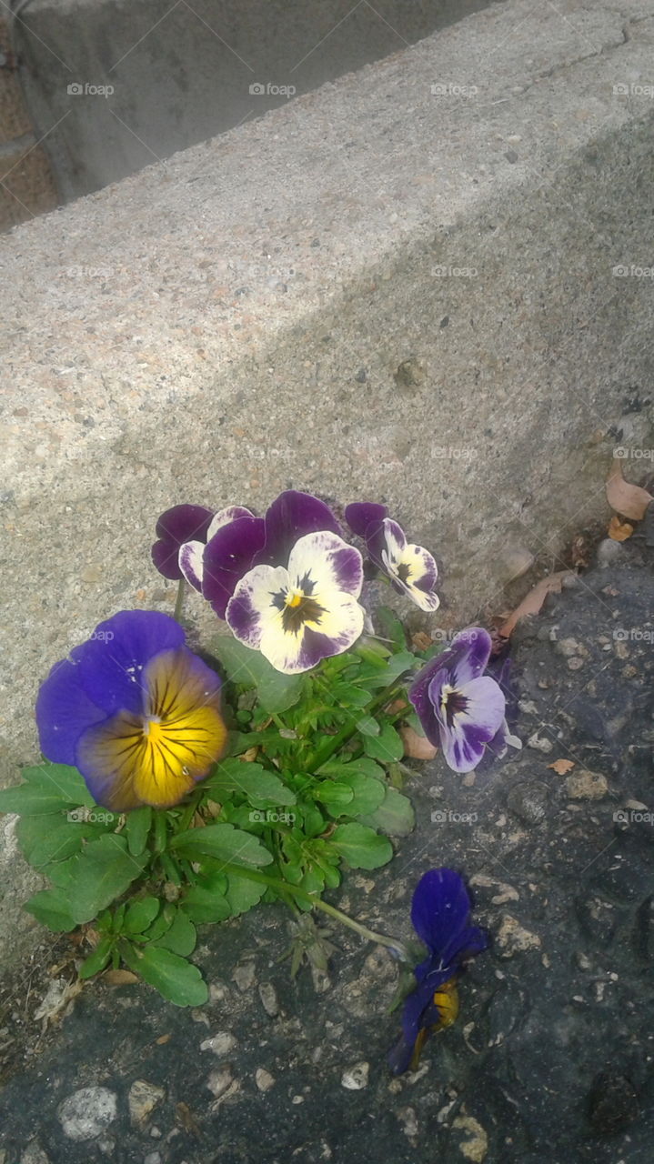 Pansies growing in a Concrete garden