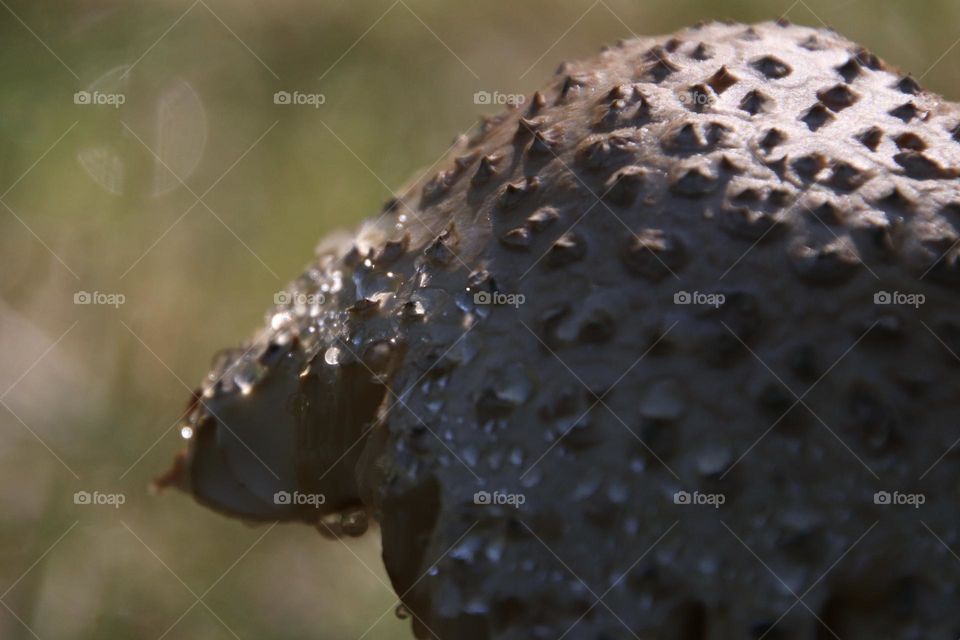 Up close of mushroom