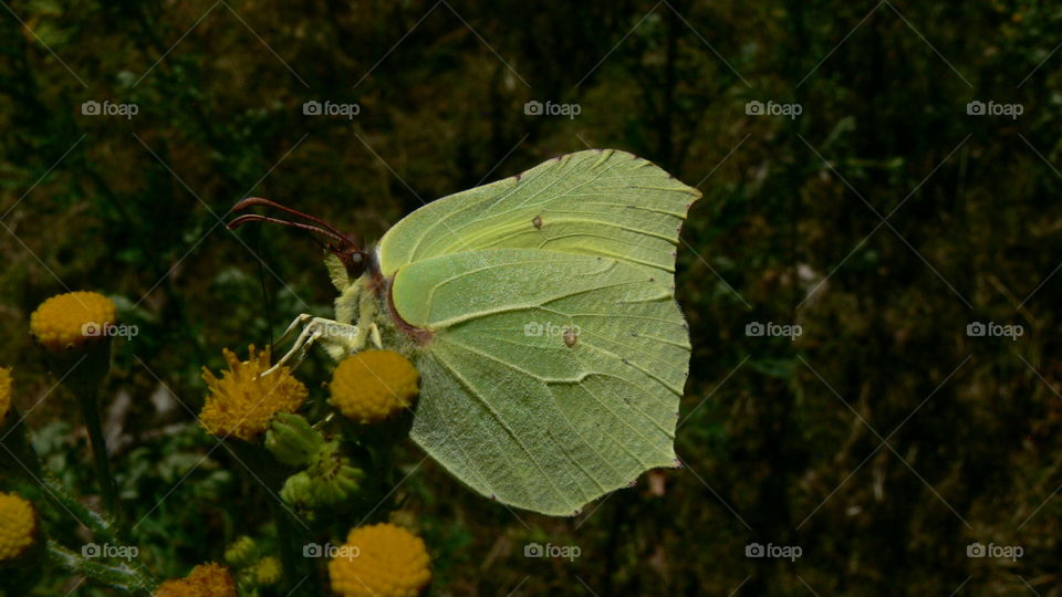 Schmetterling auf einer Blume