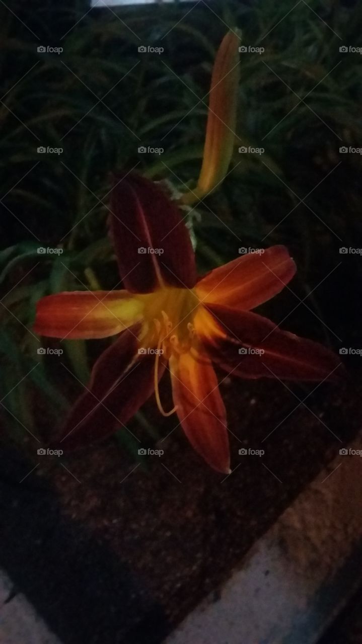 Flower at Night