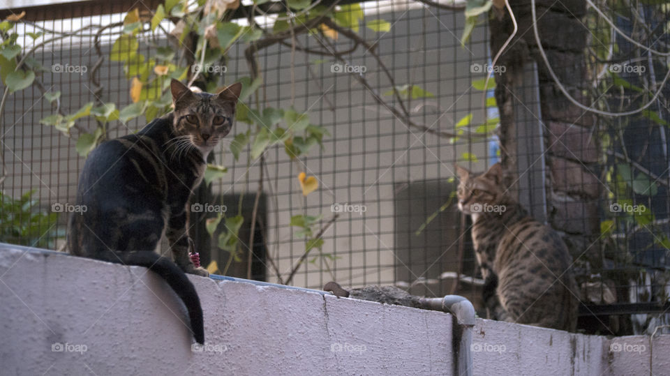 Two cats still deciding if they can trust the humans.