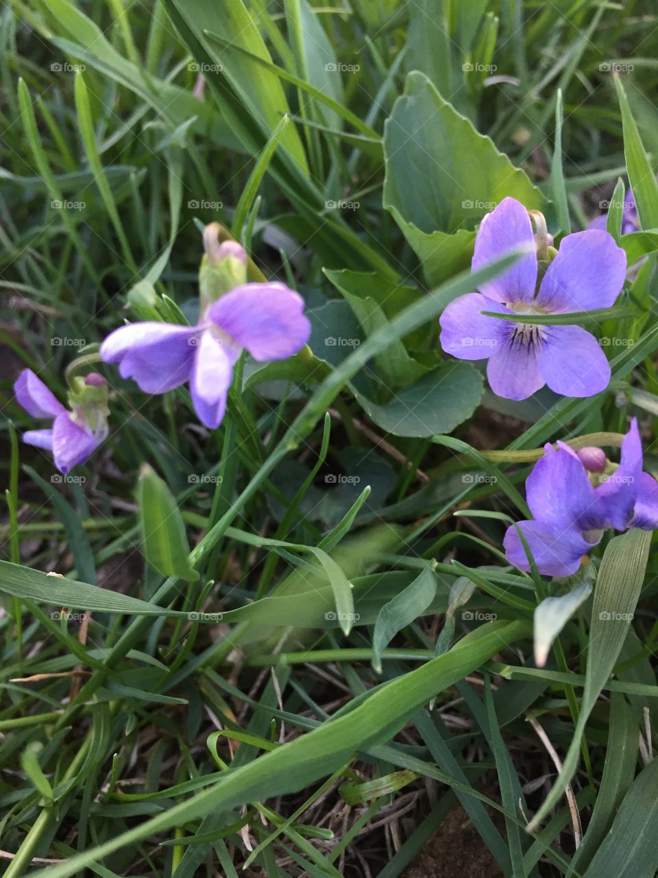 Wild violets 