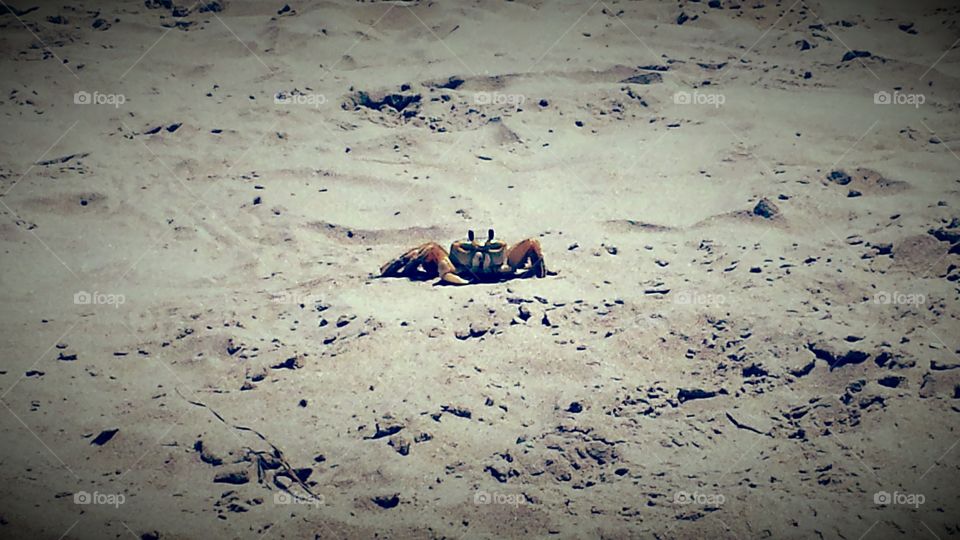 Crab in sand