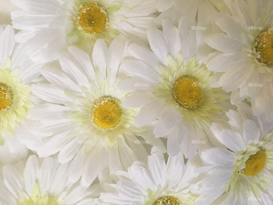 Daisies 