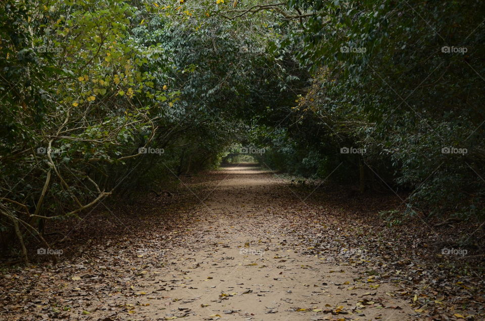 mangrove forest