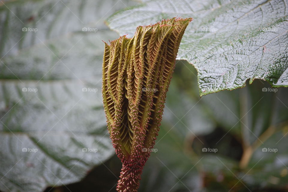 beautiful plant Volcan Póas