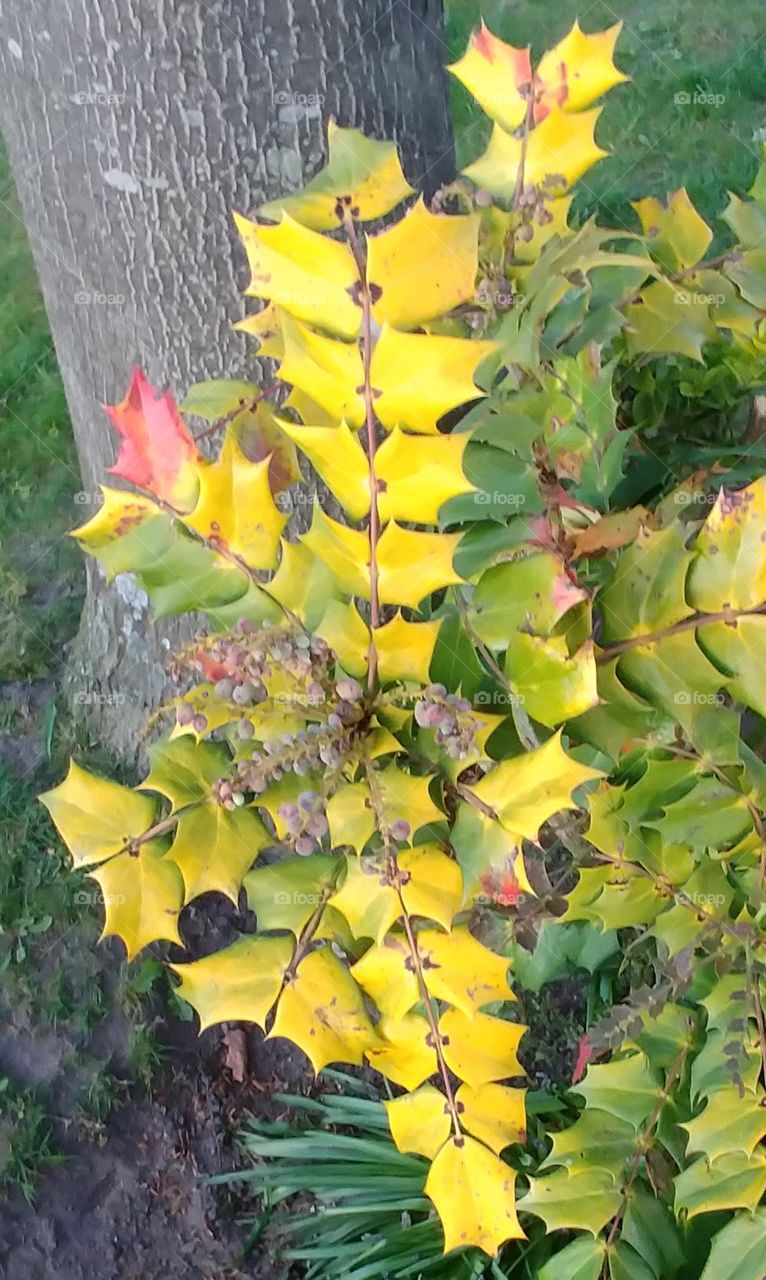 Pflanze gelb Frühling baum
