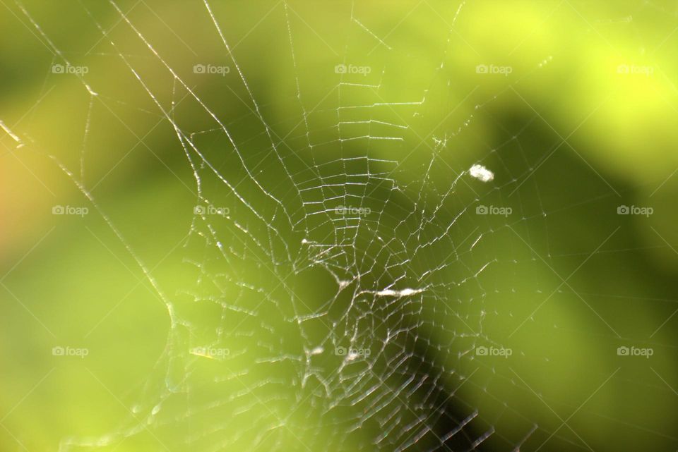 One of the most delicate creations of nature,the spider web.