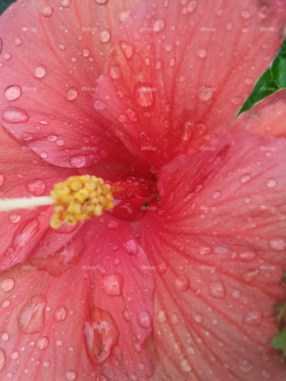 wet hibiscus 