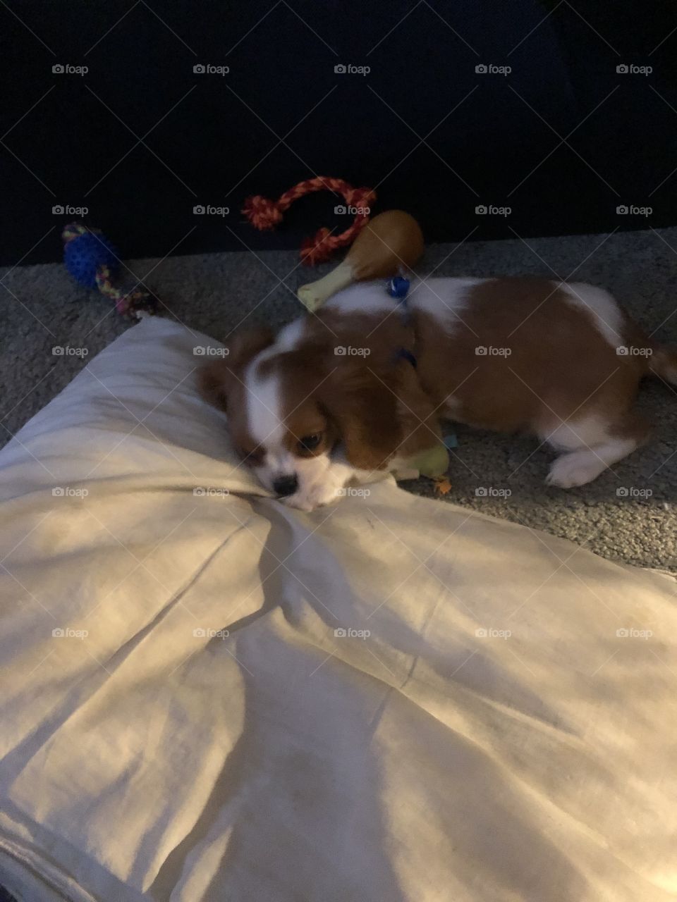 Lucy finding something different to chew on