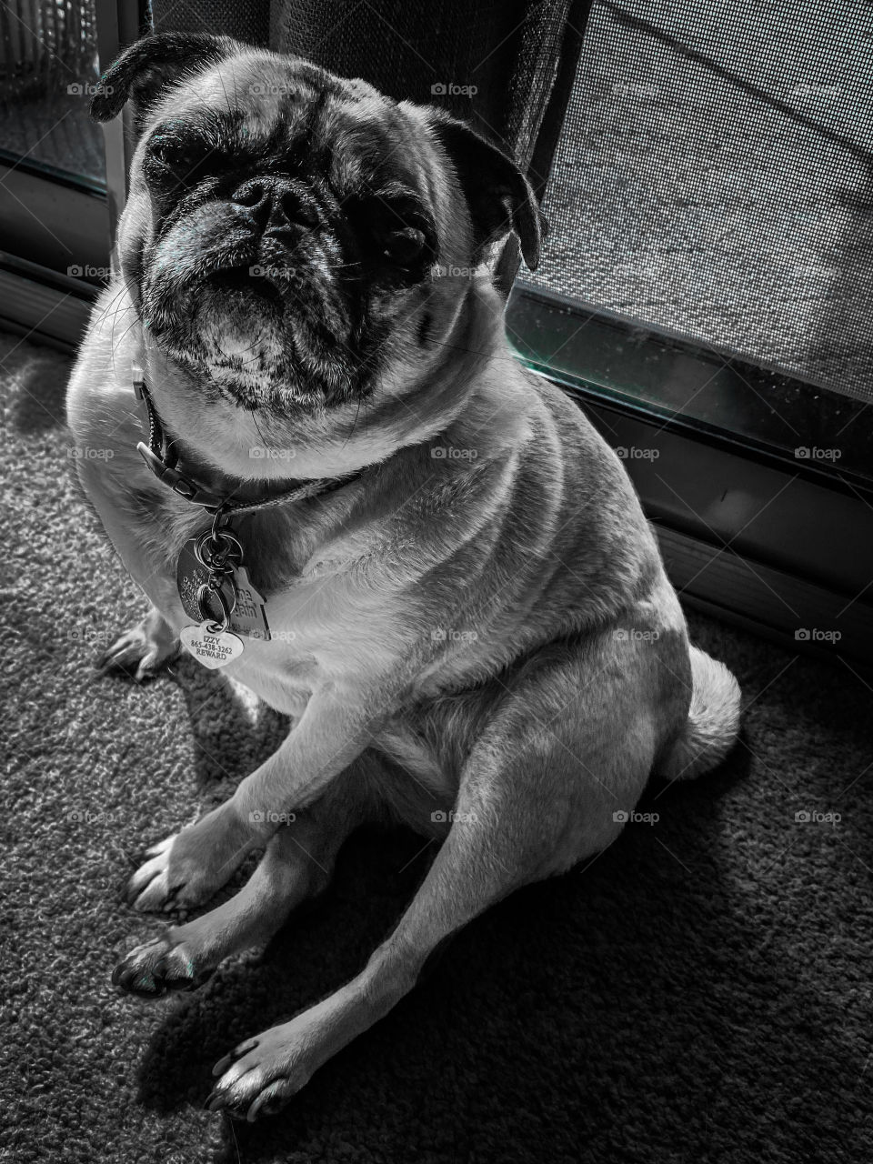 Pug in the Sun. Izzy loves to sun herself in front of the window.