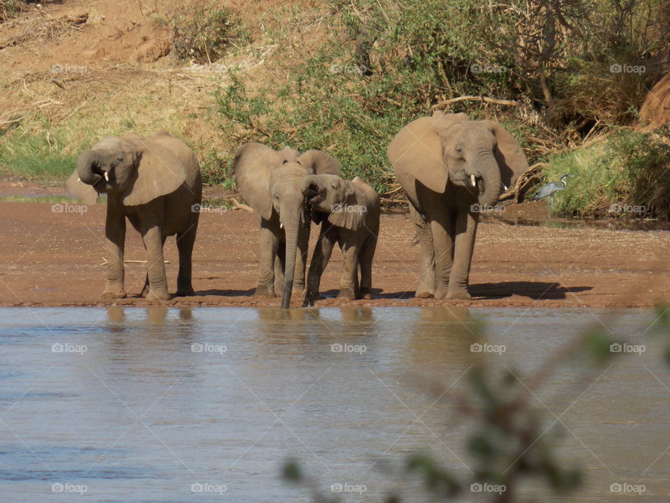 time for a drink for the elephants