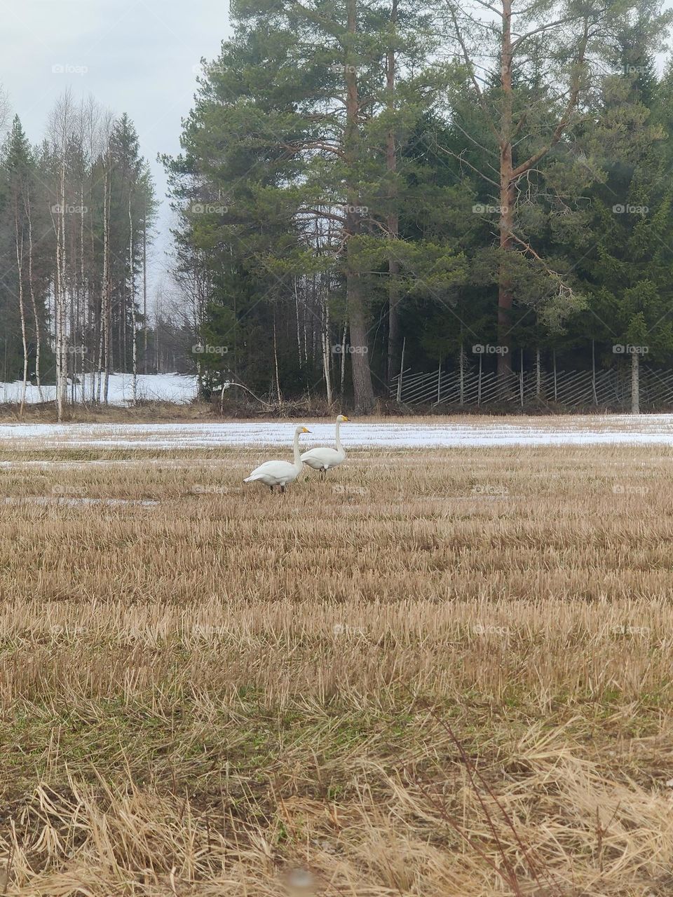 Finnish spring