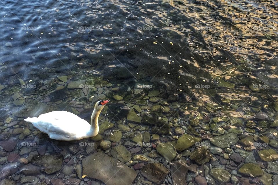 Swan on the lake