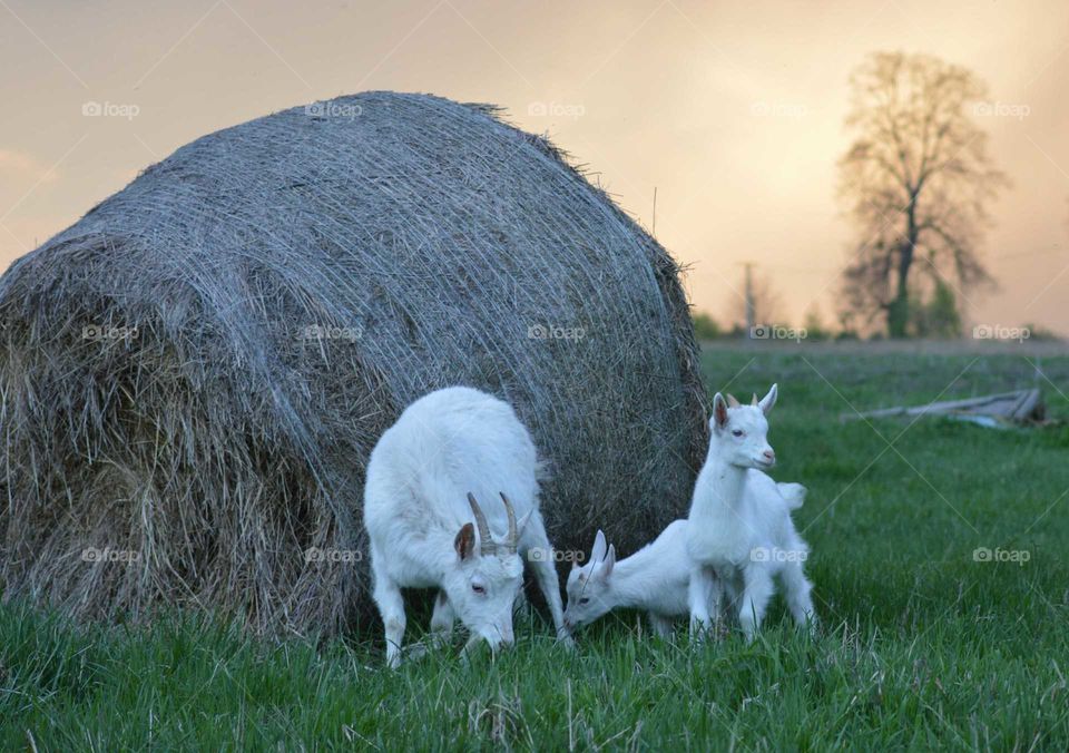 The family of goats