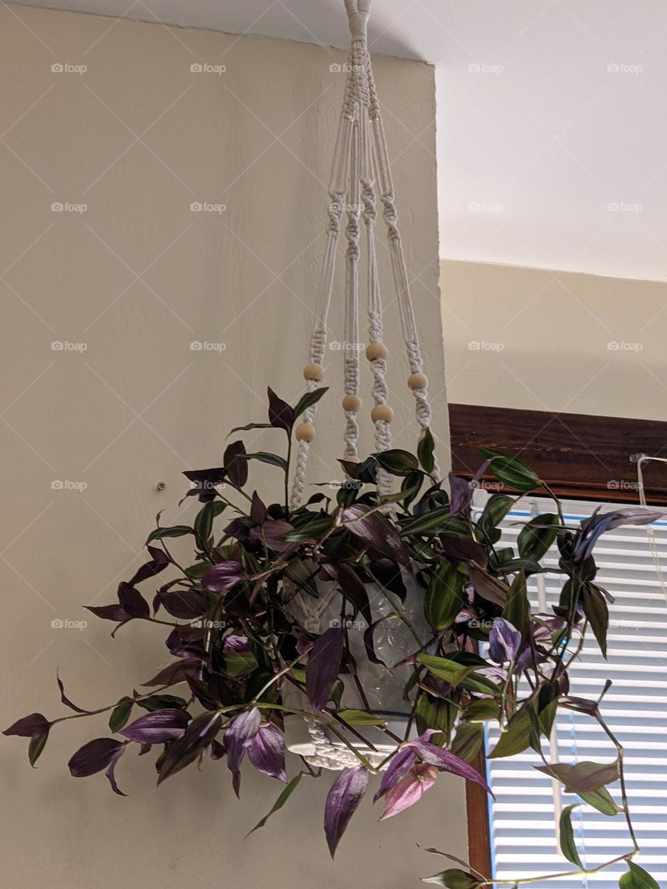 hanging plant