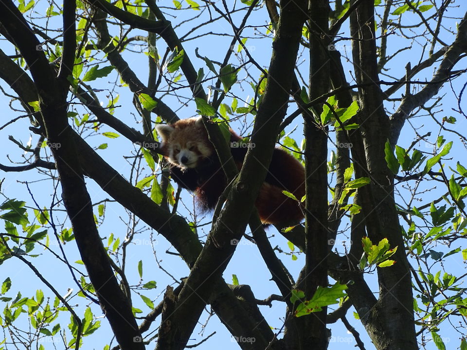 Sleepy Red Panda in Tree