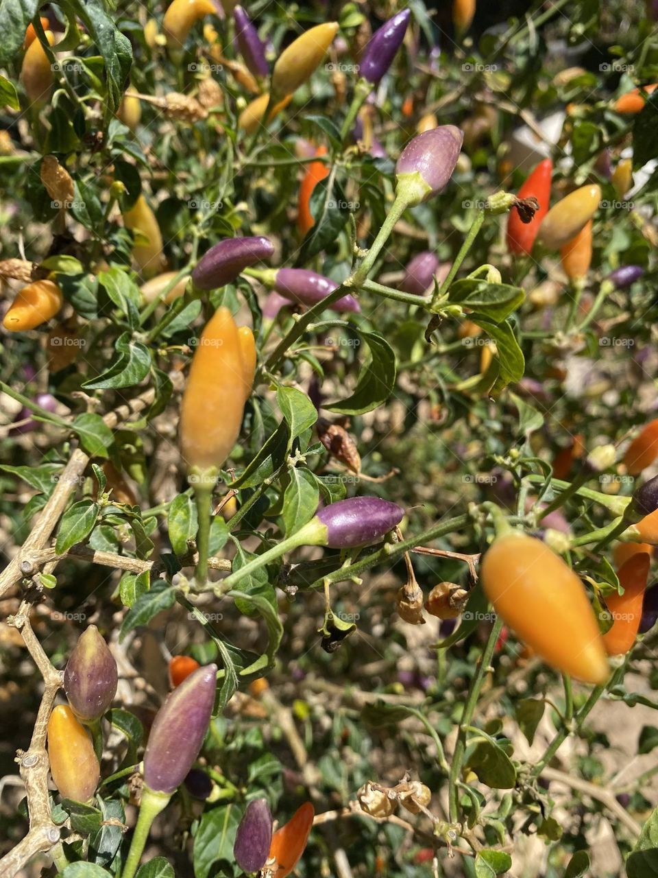 Colorful chili pepper in the garden 