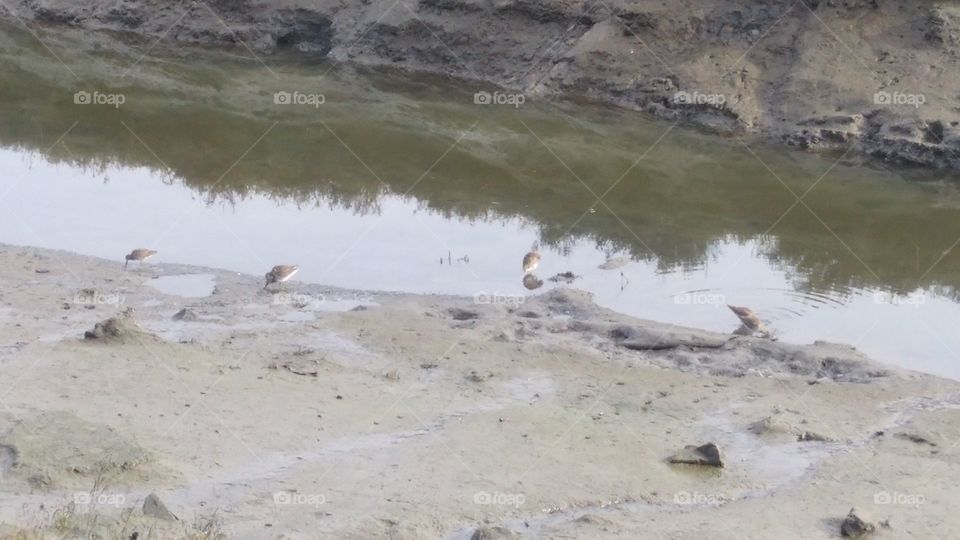 spotted sandpipers