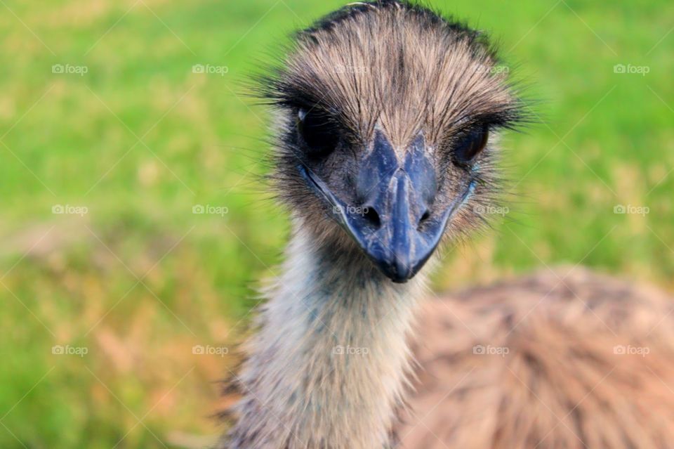 Emu Beauty