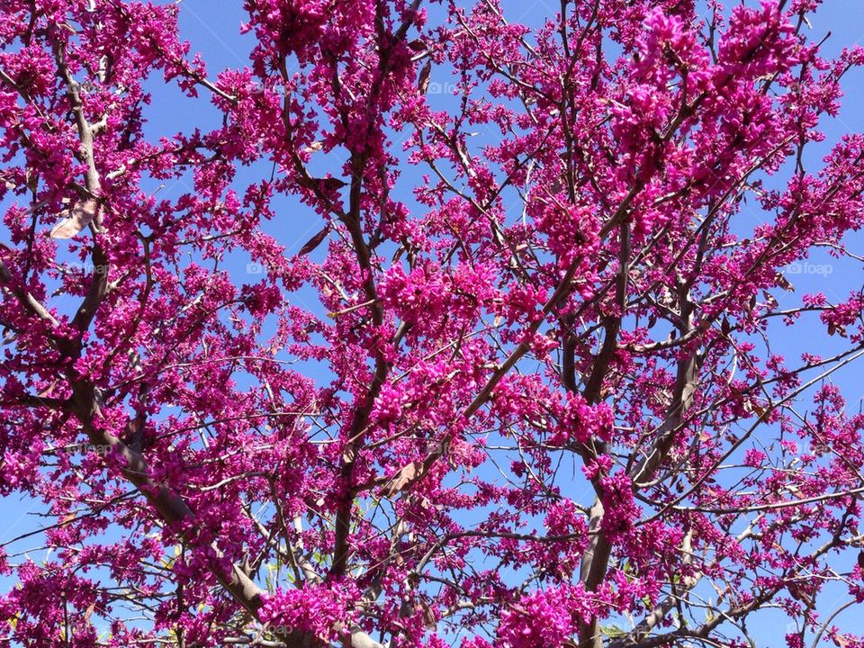 Pink tree blooming