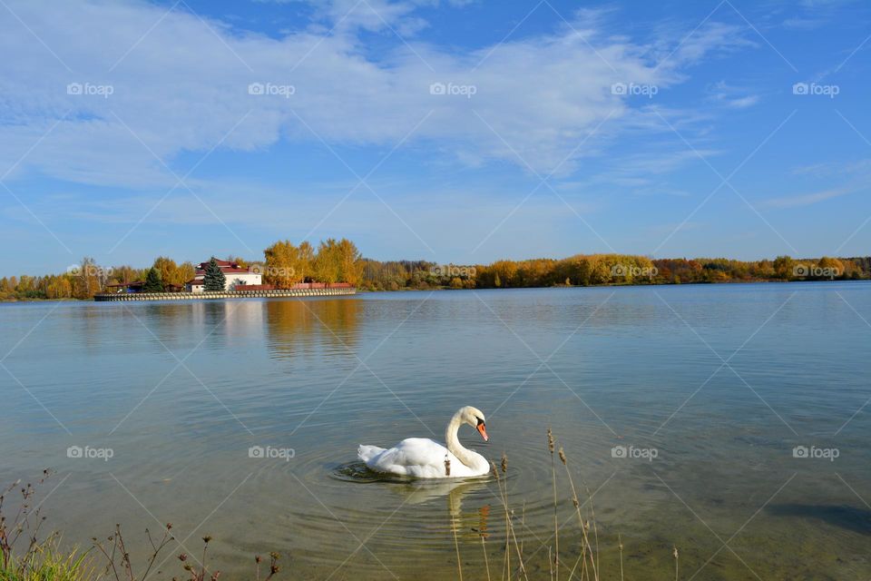 swan on a lake beautiful nature landscape autumn time