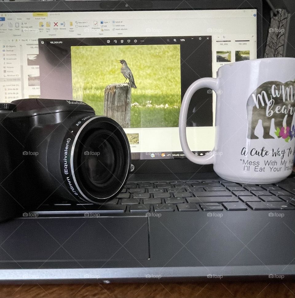 What I love to do! Take photos on my Kodak camera, download my great animal, nature, landscape photography on my HP laptop, and drink coffee (photo in background is of a robin, sitting on wood post in the park)