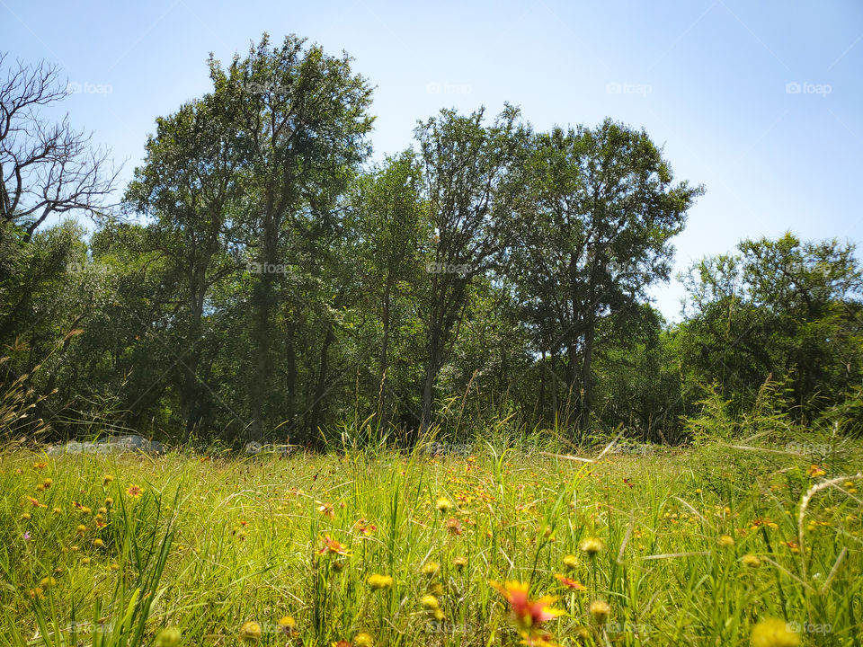 Summer wildflower meadow surrounded by trees