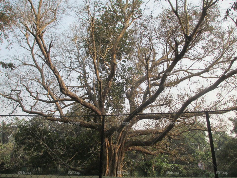 banayan tree