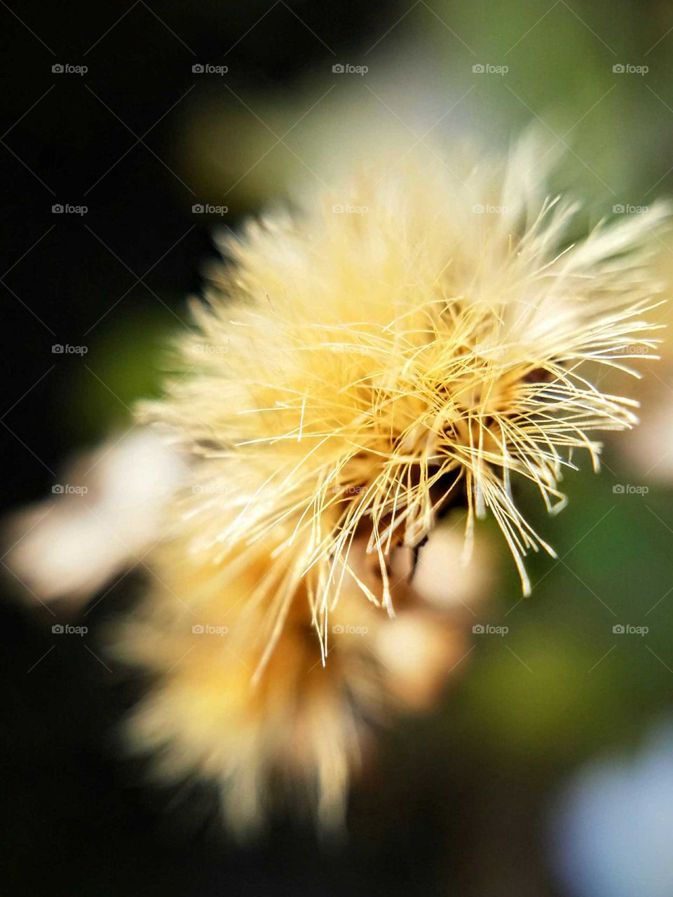 Macro of Flower Seed Head