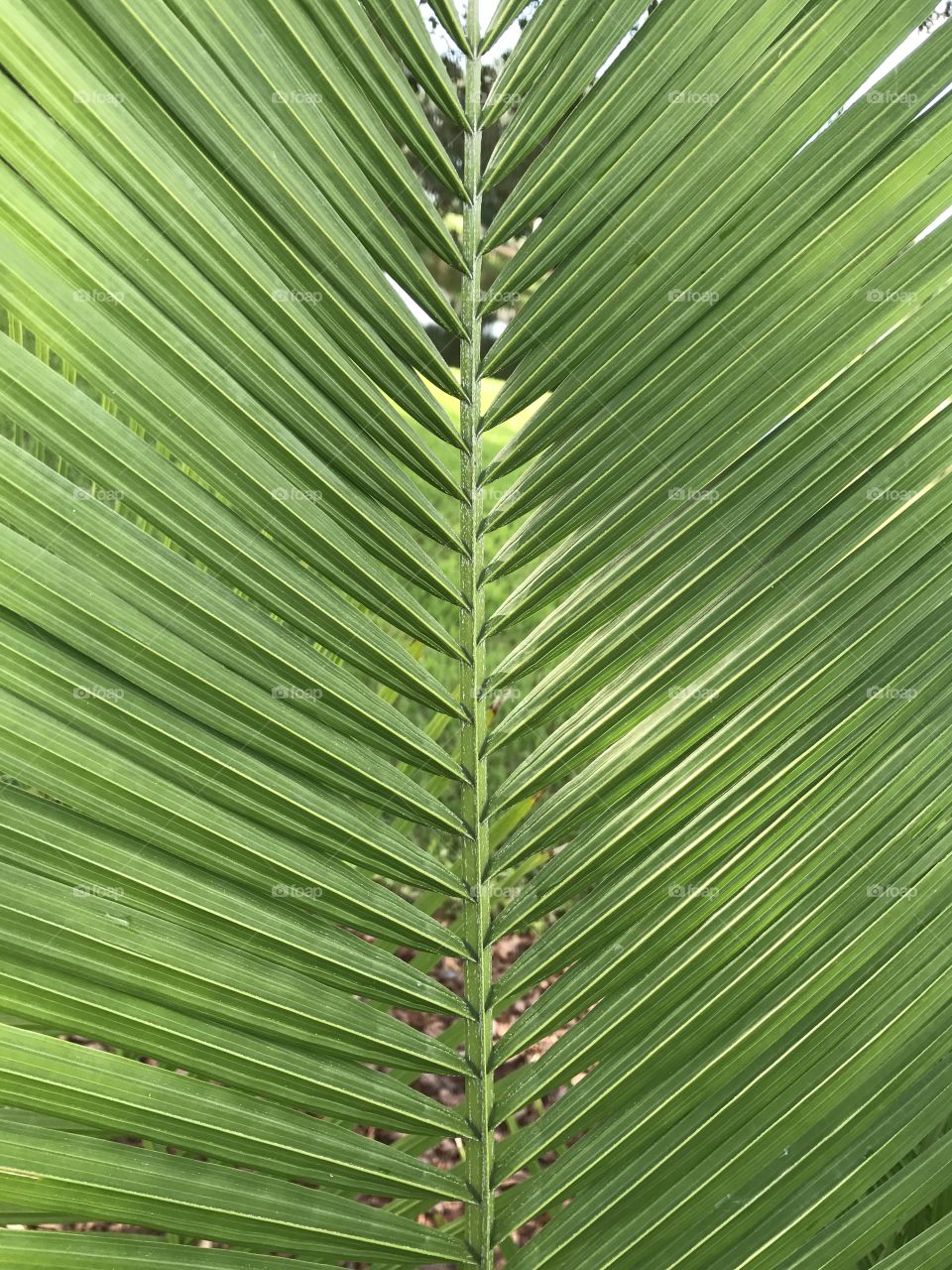 Palm tree 