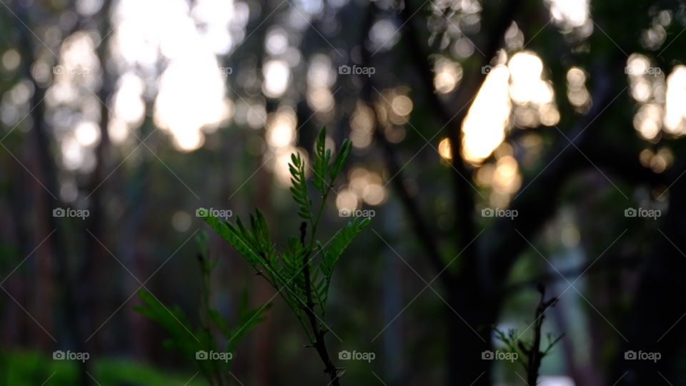 Evening light in background