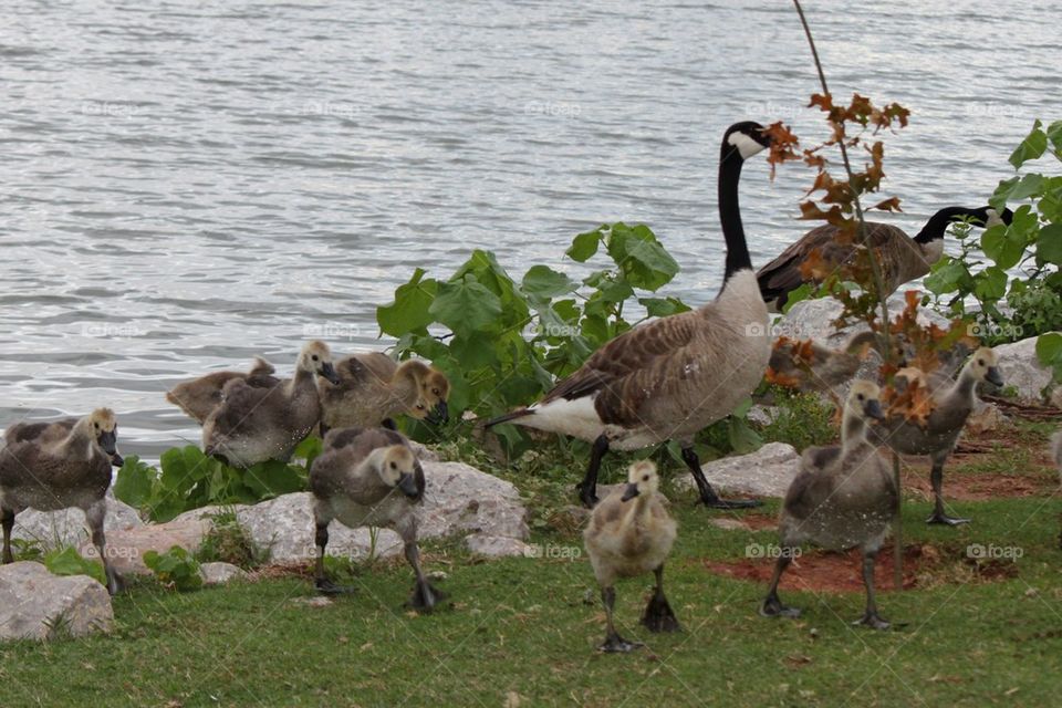 Duck family