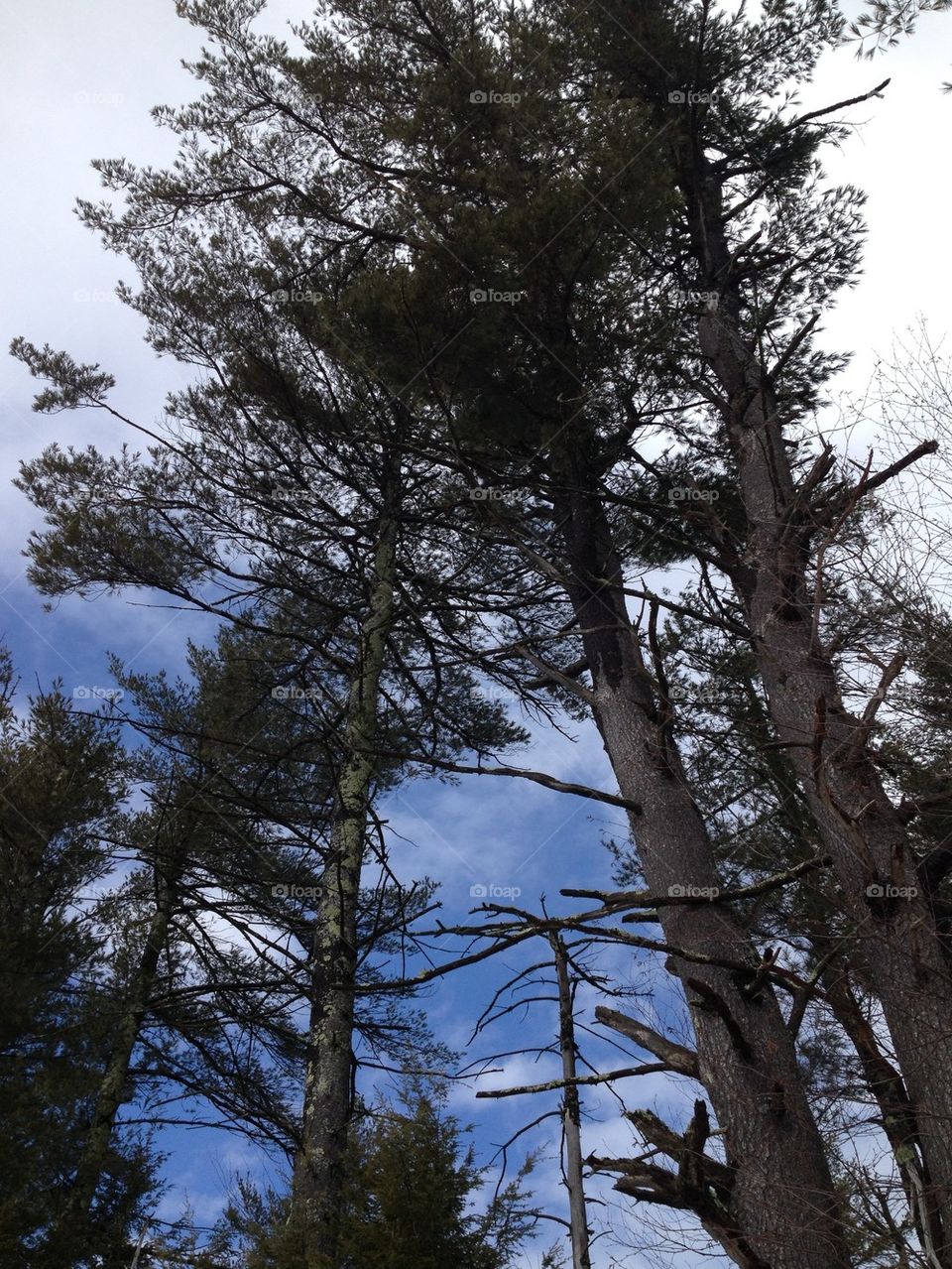 High Pine
