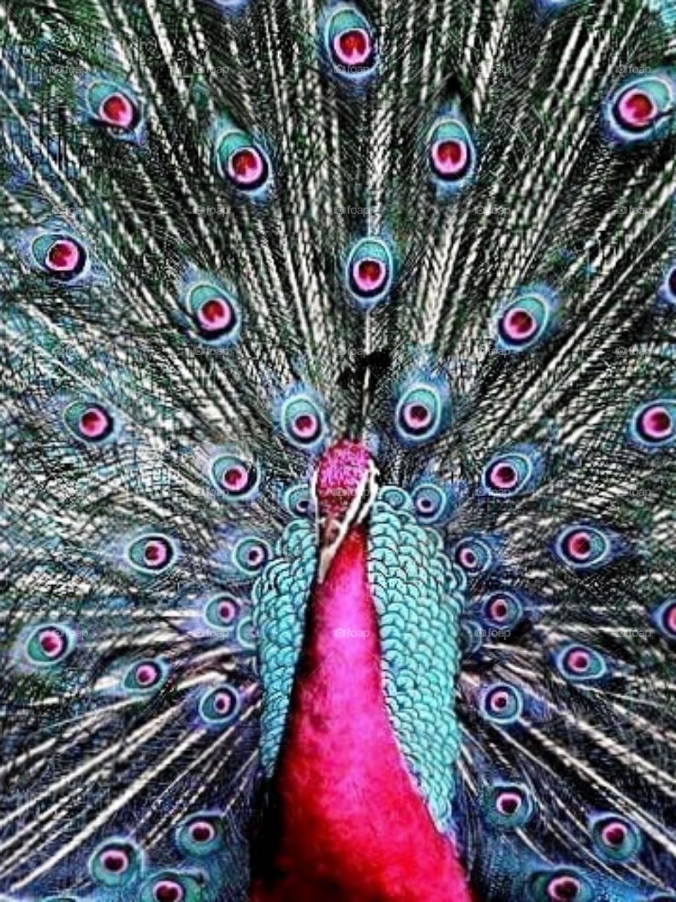 Pretty pink peacock