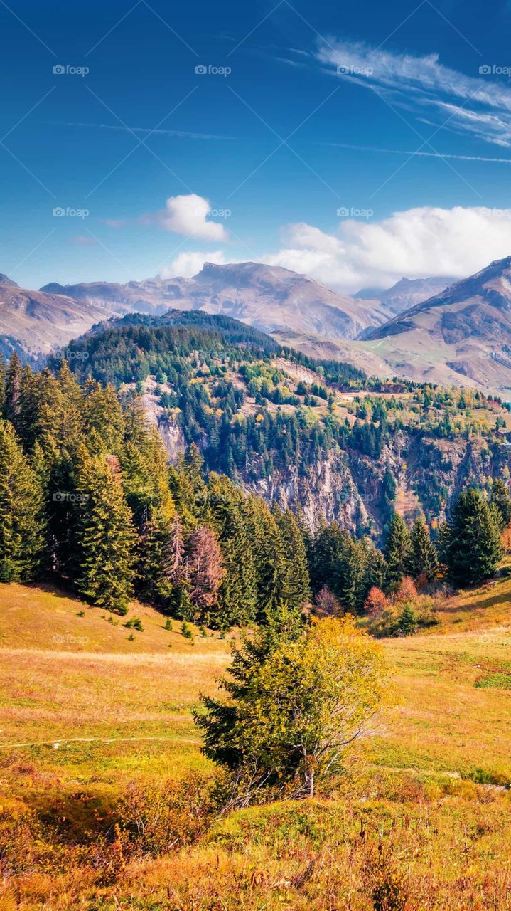 mountains and tree's