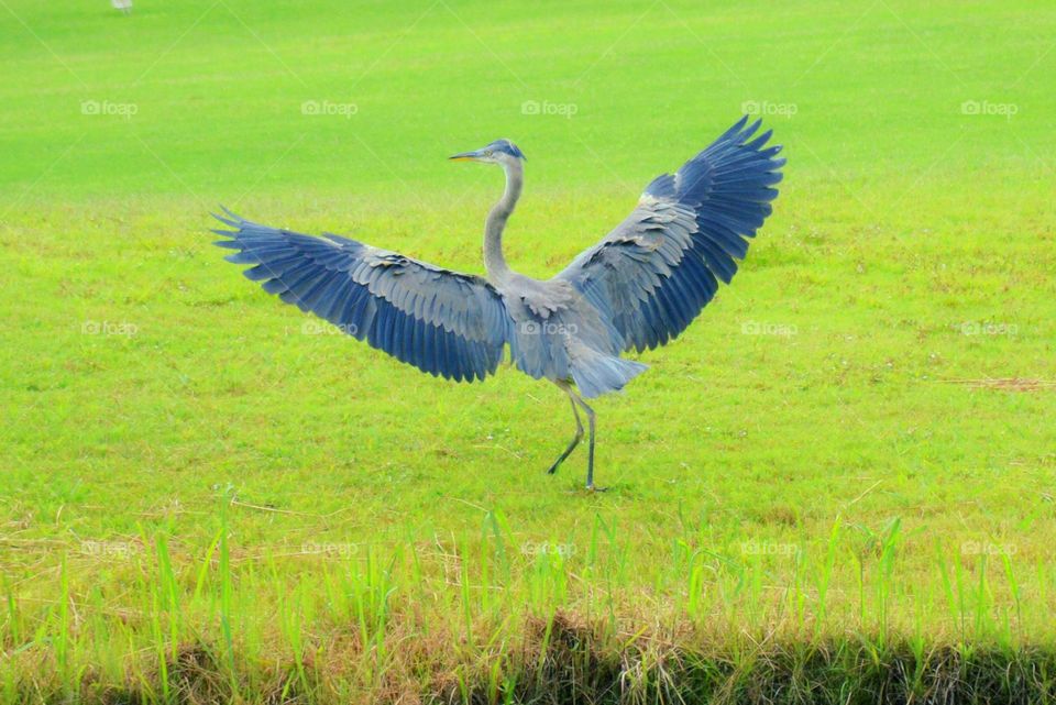 Spreading Your Wings 