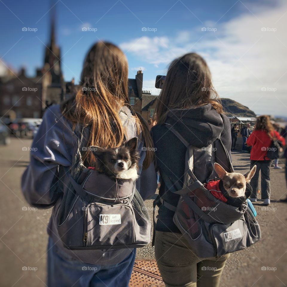 Two little dogs side by side enjoying a ride in their owners rucksacks 🐶🐶