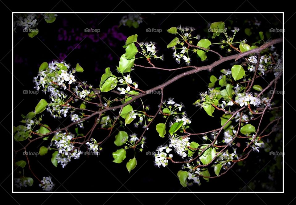 spring flowers at night