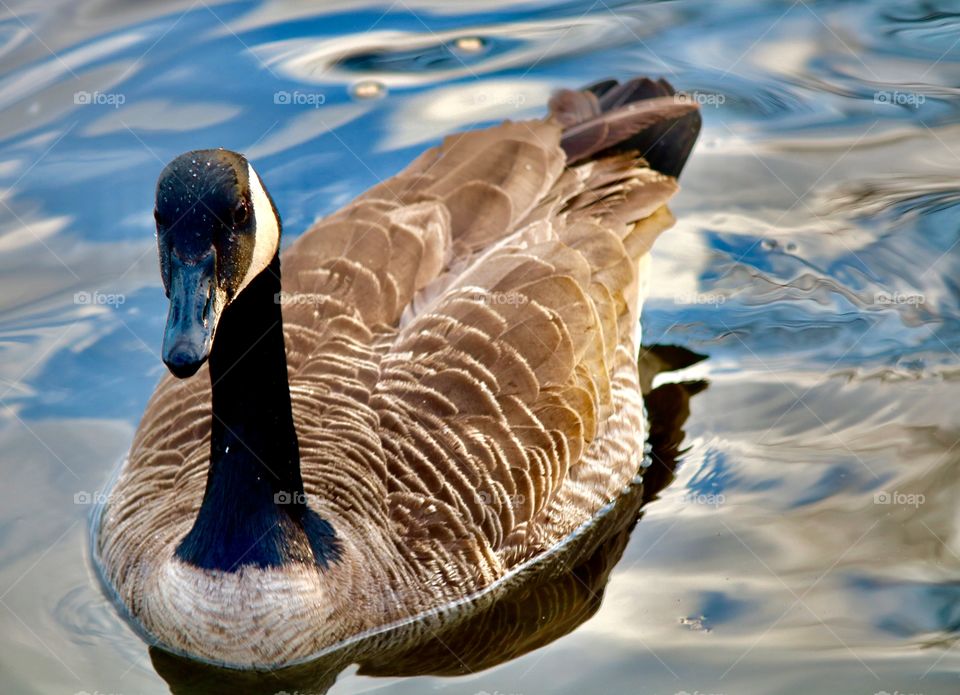 Goose at Hubbard Park