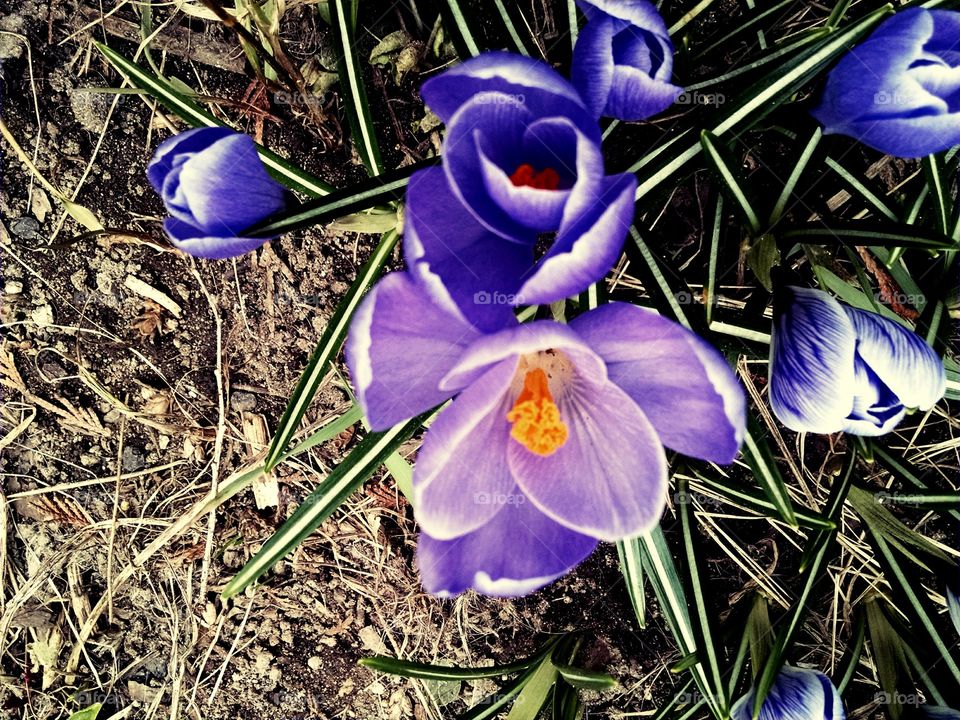 Spring crocus flowers