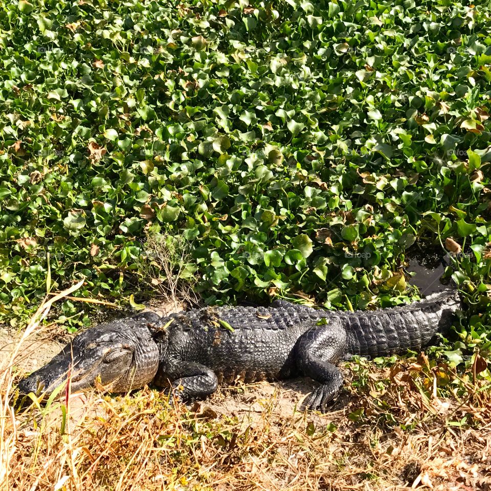Alligator at La Chua trail in Gainesville FL 
