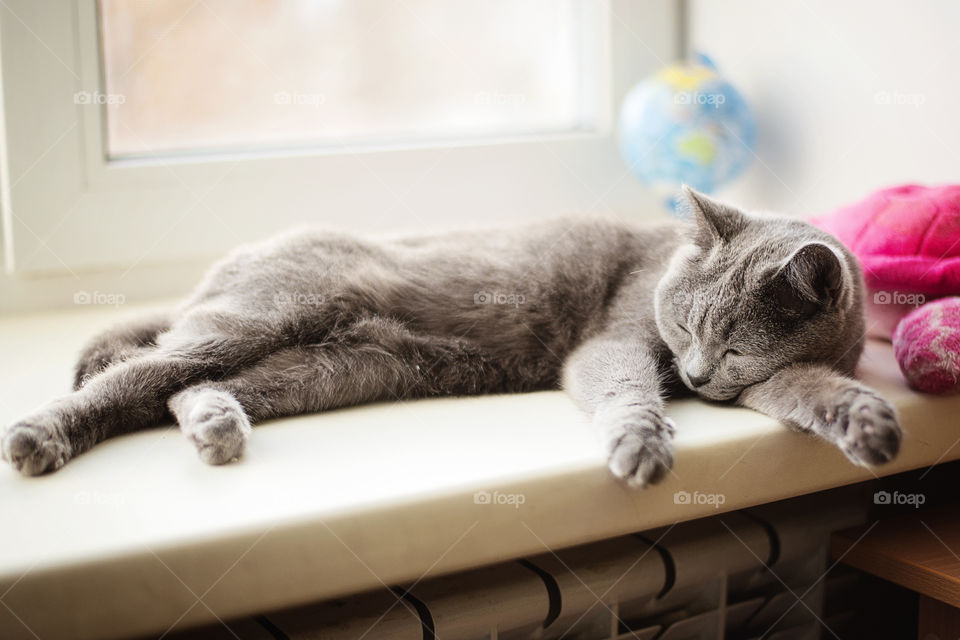 cat slipping on the window