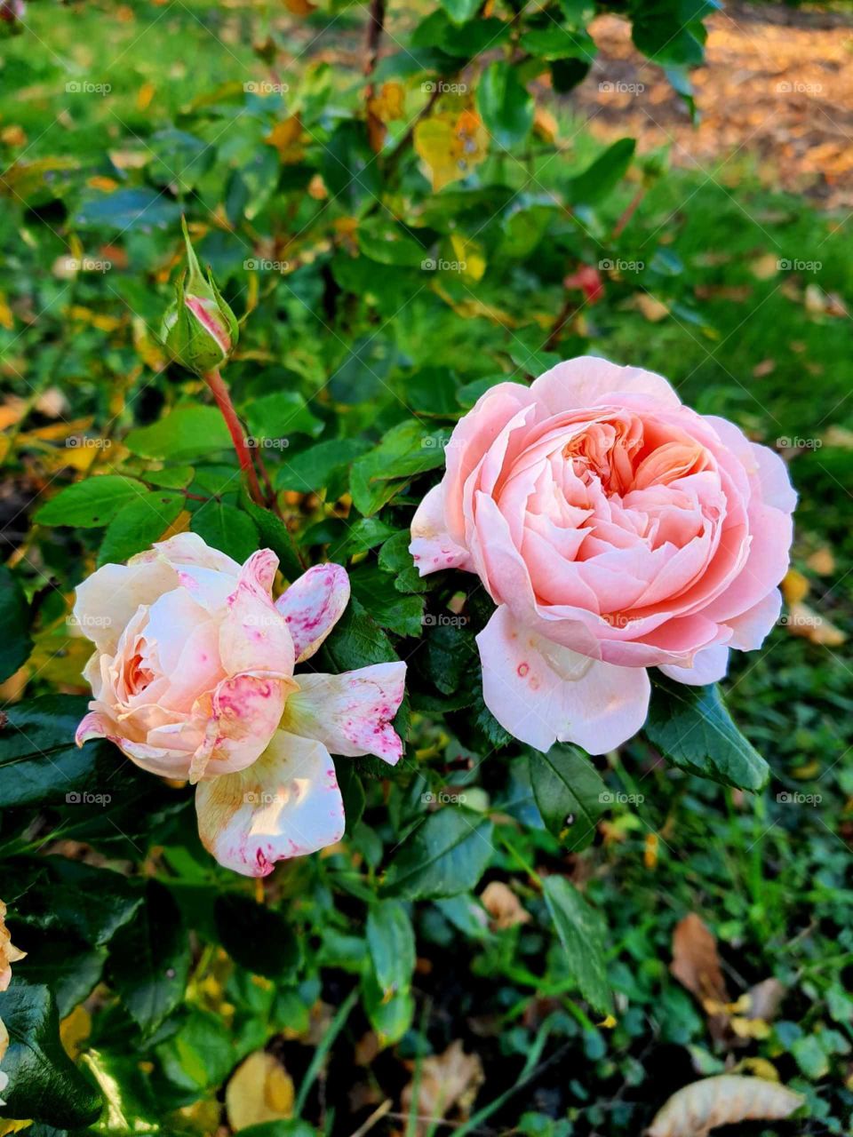 Without words ... in three buds all life ... symbolic?🤔🤗